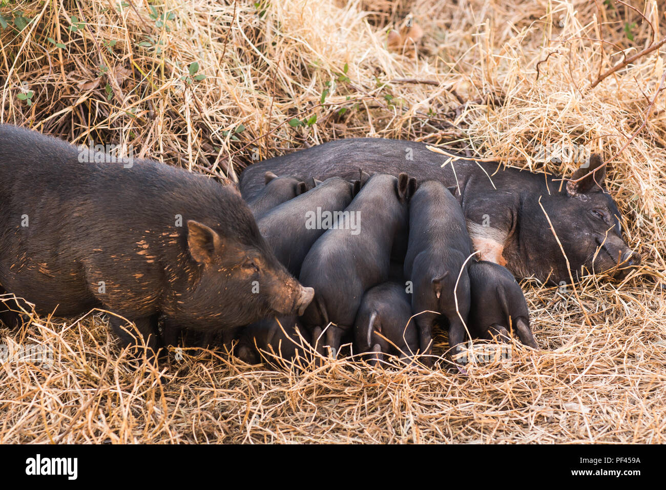 Wild boar piglets drink milk from her mother Stock Photo