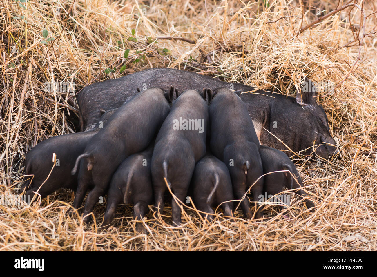Wild boar piglets drink milk from her mother Stock Photo