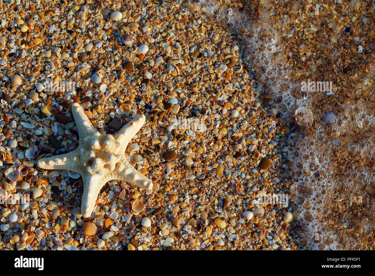Starfish lying on small shells with space for text, top view Stock Photo