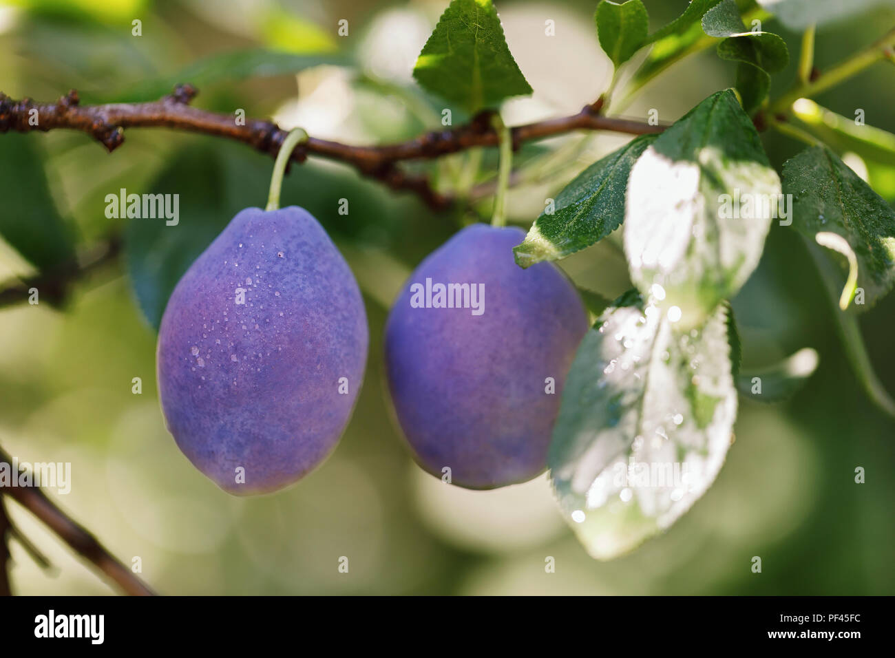 Two ripe plums on a branch, close-up Stock Photo