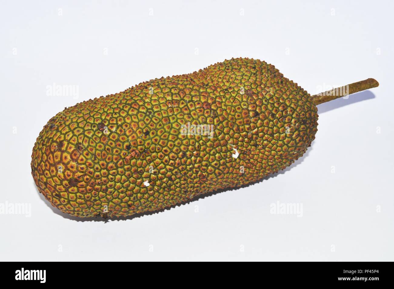 a cempedak fruit(jackfruit) Stock Photo
