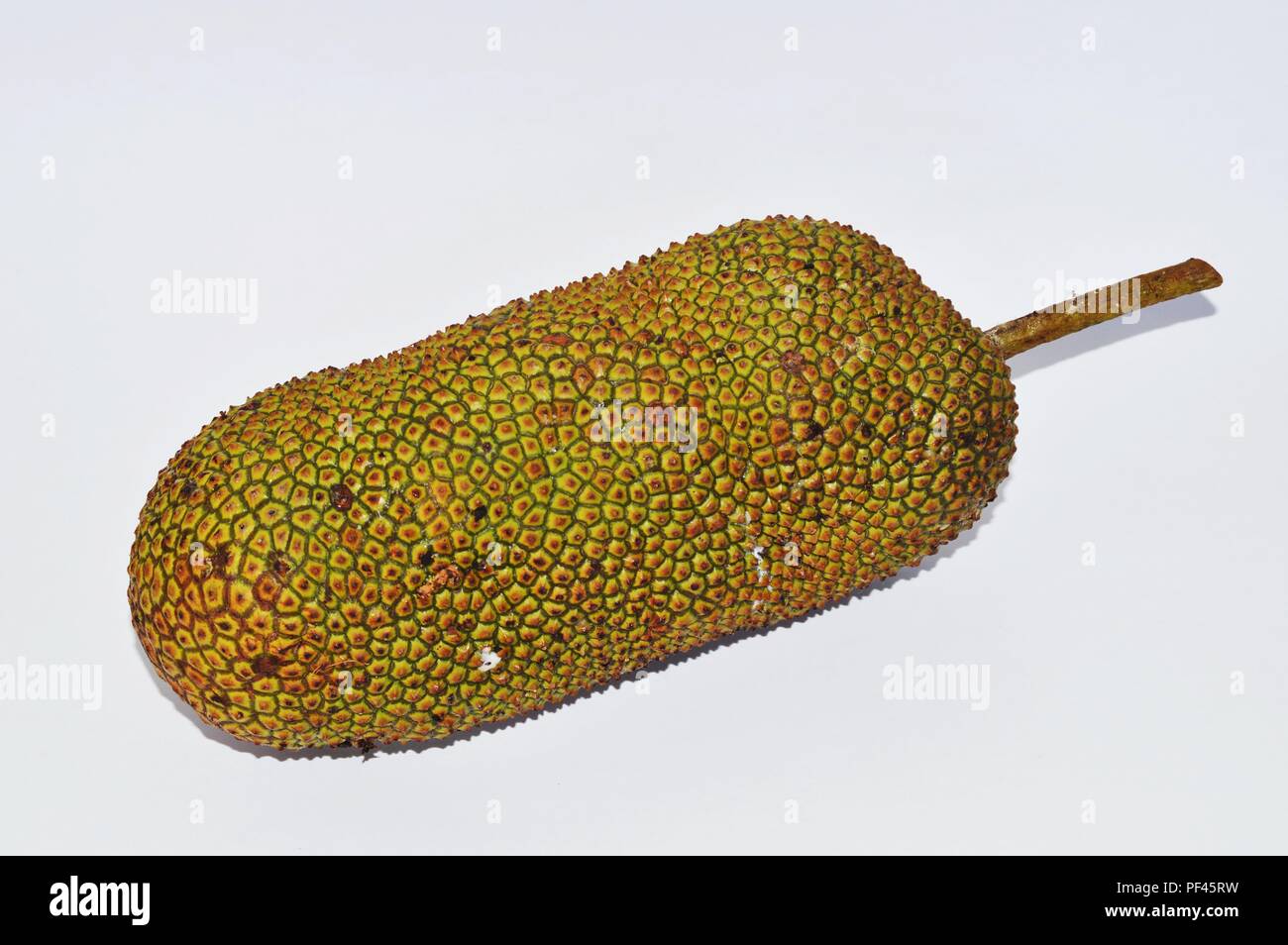 a cempedak fruit(jackfruit) Stock Photo