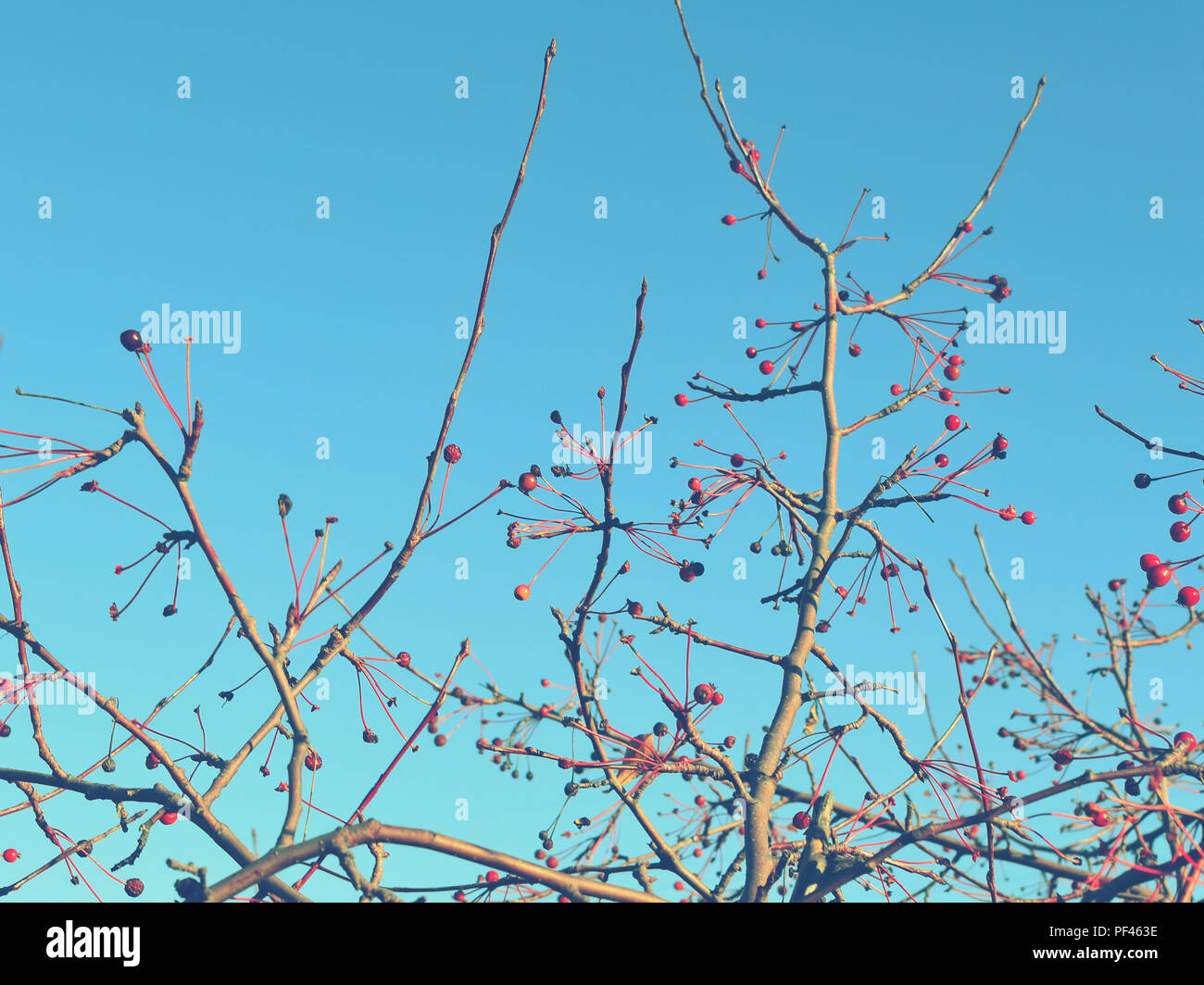 Red berries on the fluttering branches of trees against the blue sky. Stock Photo