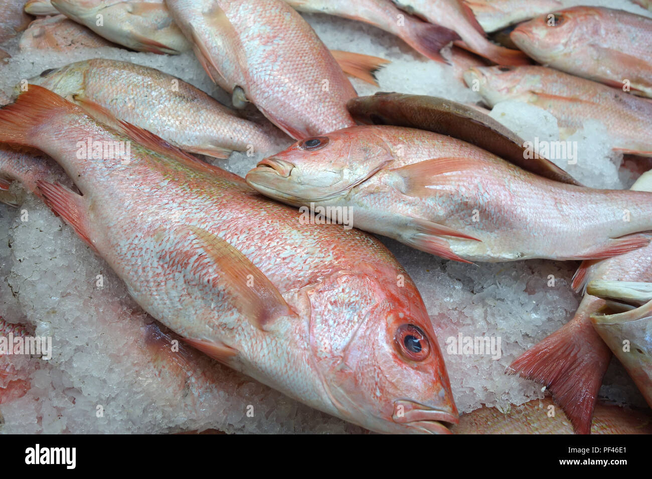 Red tilapia fish on ice display for sale Stock Photo Alamy