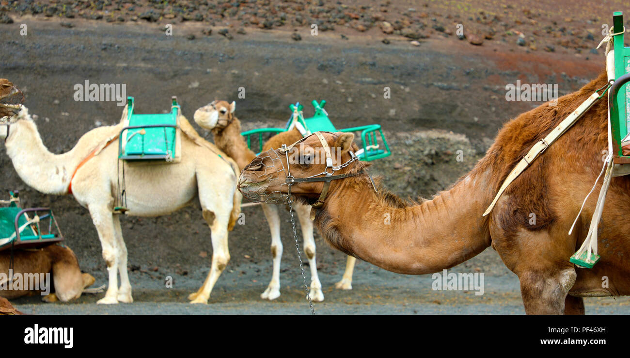 Camels with muzzle resting and waiting for tourists to arrive for camel ...