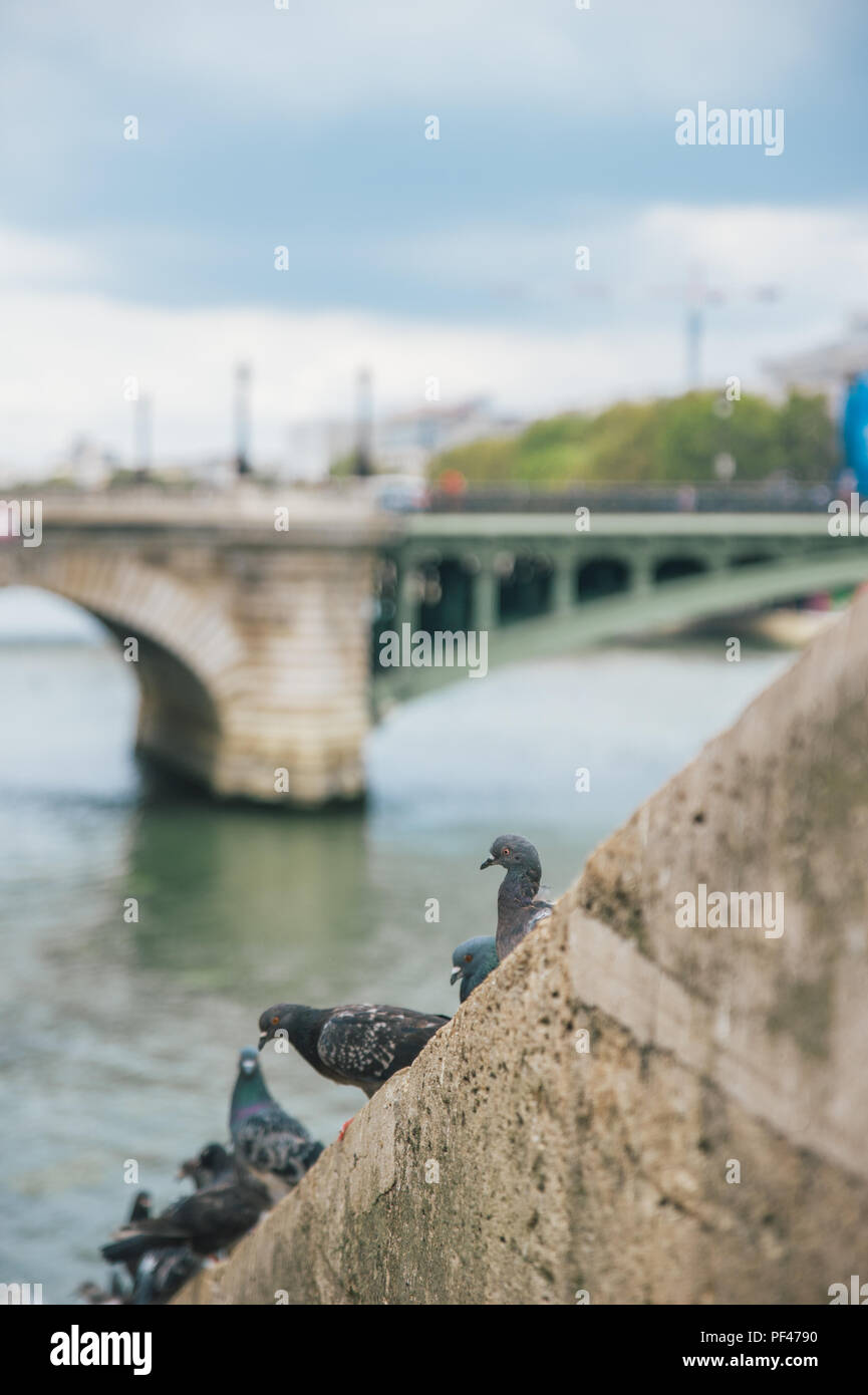 Pigeons stand on the edge of the Seine river, Paris Stock Photo