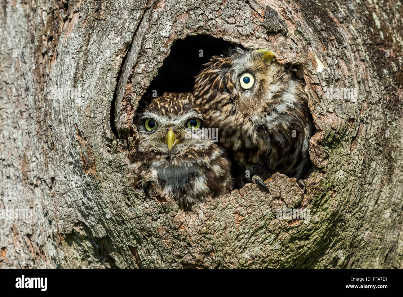 Little Owls, Athene noctua, two little owls in natural habitat of ...