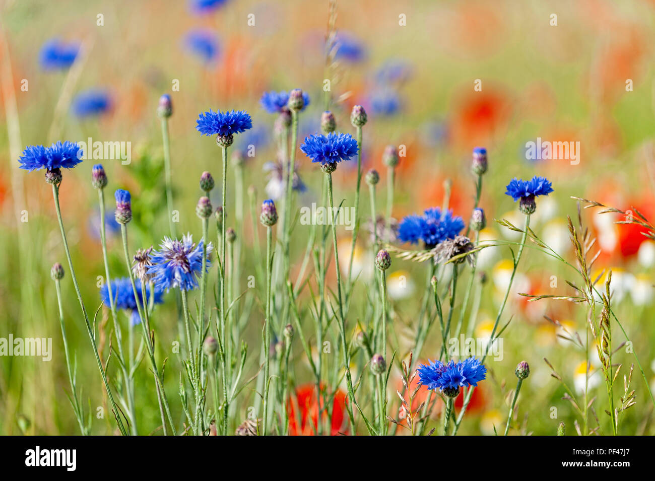 Field of cornflowers Hertfordshire UK Stock Photo