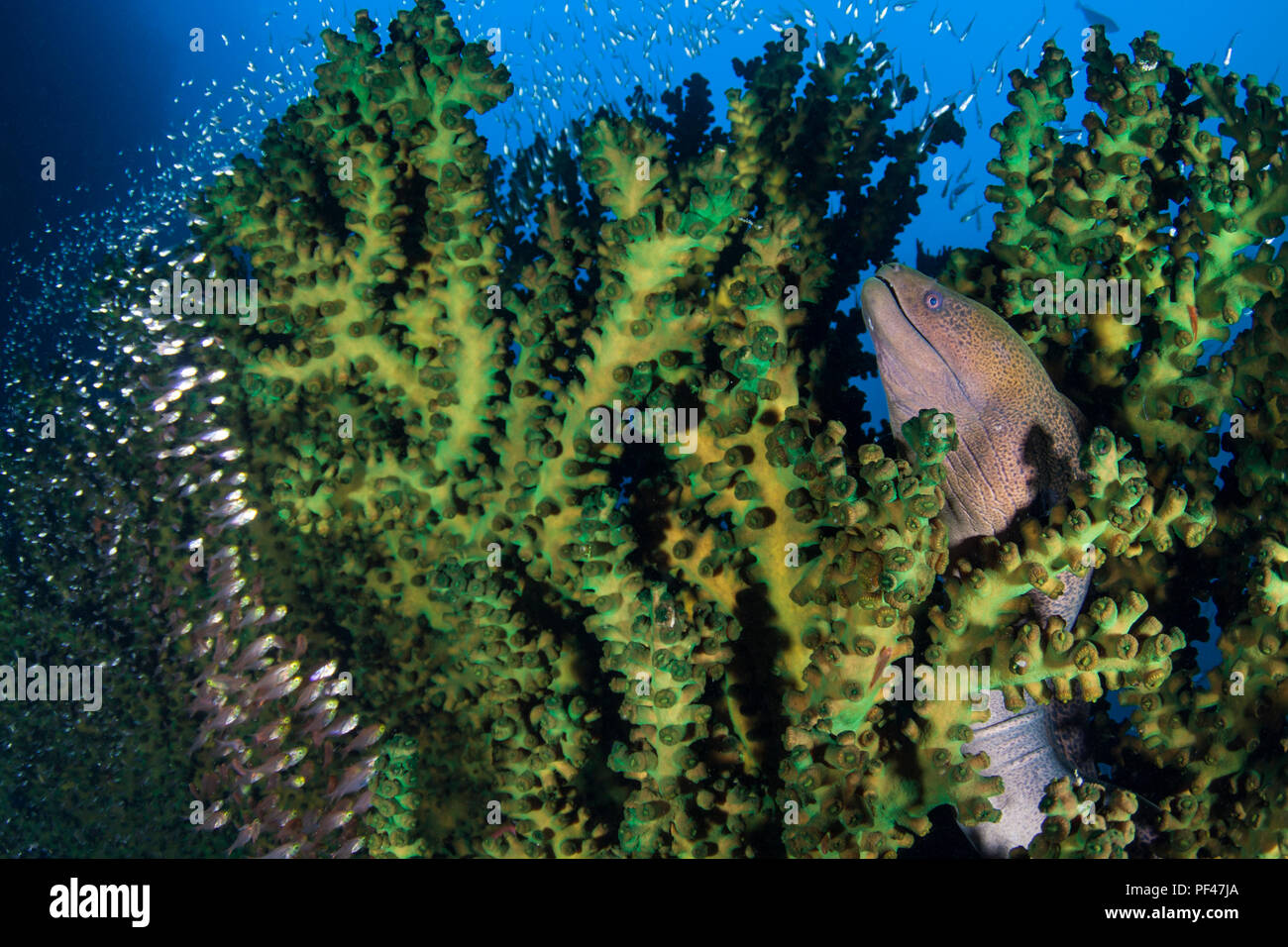 Giant Moray (Gymnothorax Javanicus) and Glassfish (Ambassidae) in a