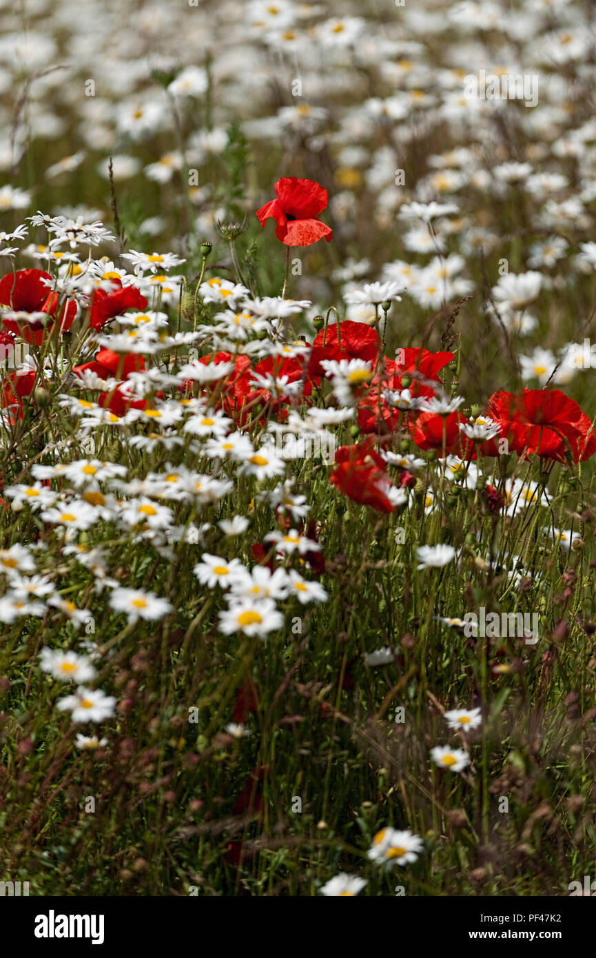 Poppies and daisies in a field Hertfordshire UK Stock Photo Alamy