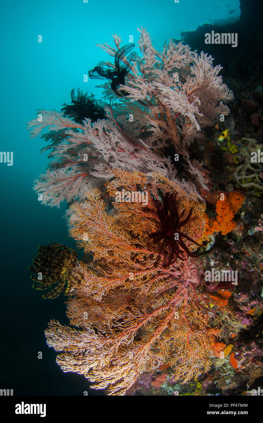 Colorful coral reef. Feather stars and soft corals Stock Photo Alamy