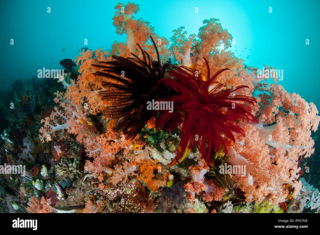 Colorful coral reef. Feather stars and soft corals Stock Photo Alamy