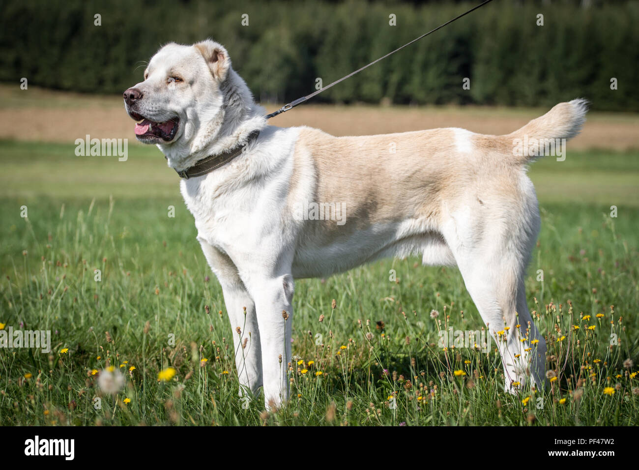 Central Asian Shepherd dog male Stock Photo