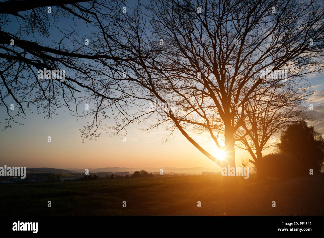 Beautiful Morning, tree silhouette on open field at sunset Stock Photo