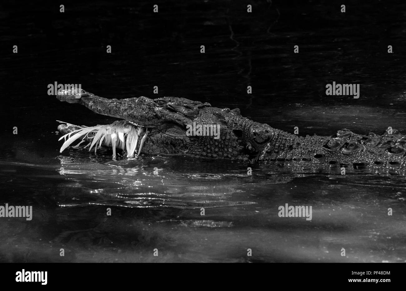 Old toothless alligator with captured bird Stock Photo