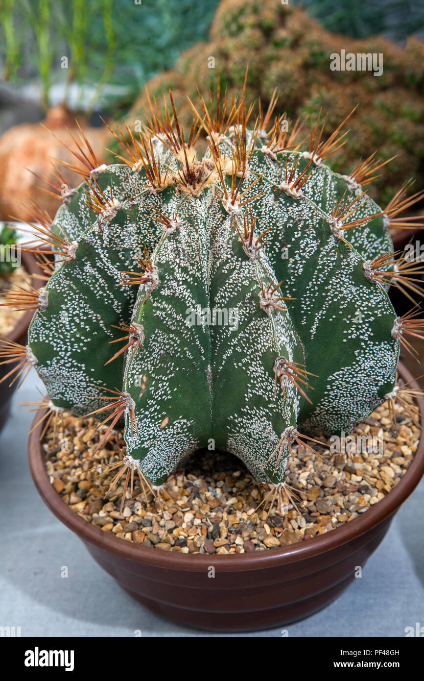 Astrophytum ornatum, succulents and leafy indoor plants at Southport Flower Show, UK Stock Photo