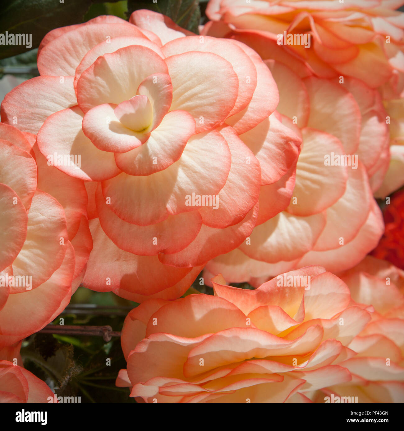 Tuberous Begonia Flowers and petals, at Southport Flower Show, 2018 Stock Photo