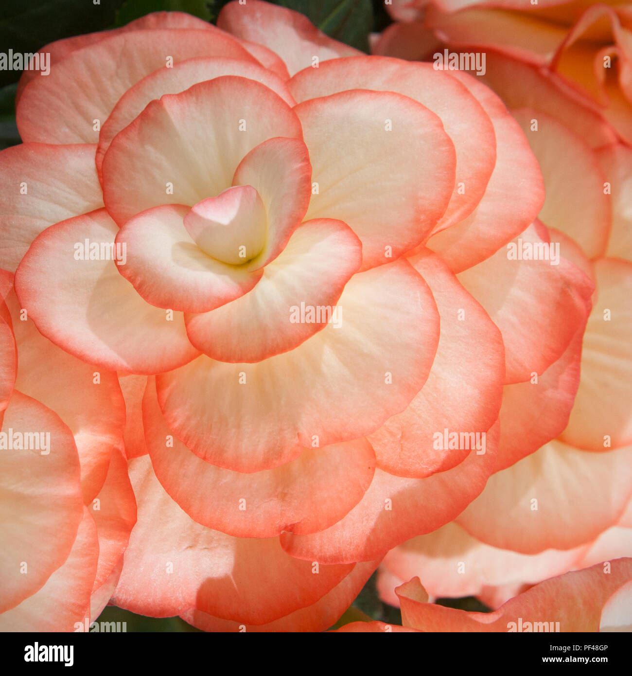 Tuberous Begonia Flowers and petals, at Southport Flower Show, 2018 Stock Photo