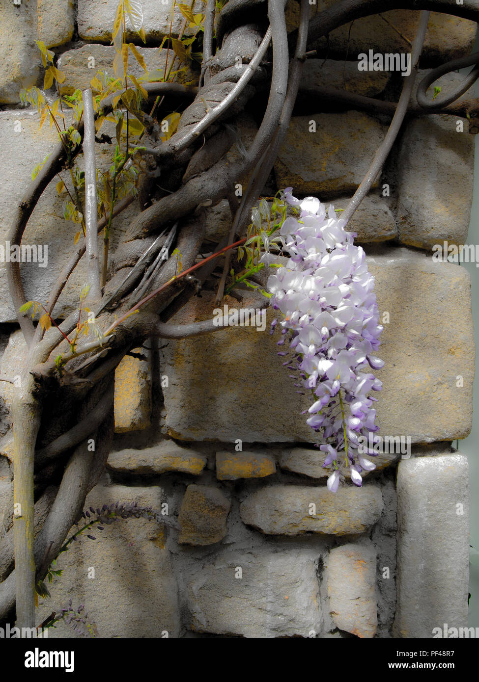Auray, FRANCE, 27/04/2014,  Climbing Plant, Blooming, Wistia, Stone Work, Auray, The Port of Saint-Goustan, Brittany, © Peter SPURRIER, Stock Photo
