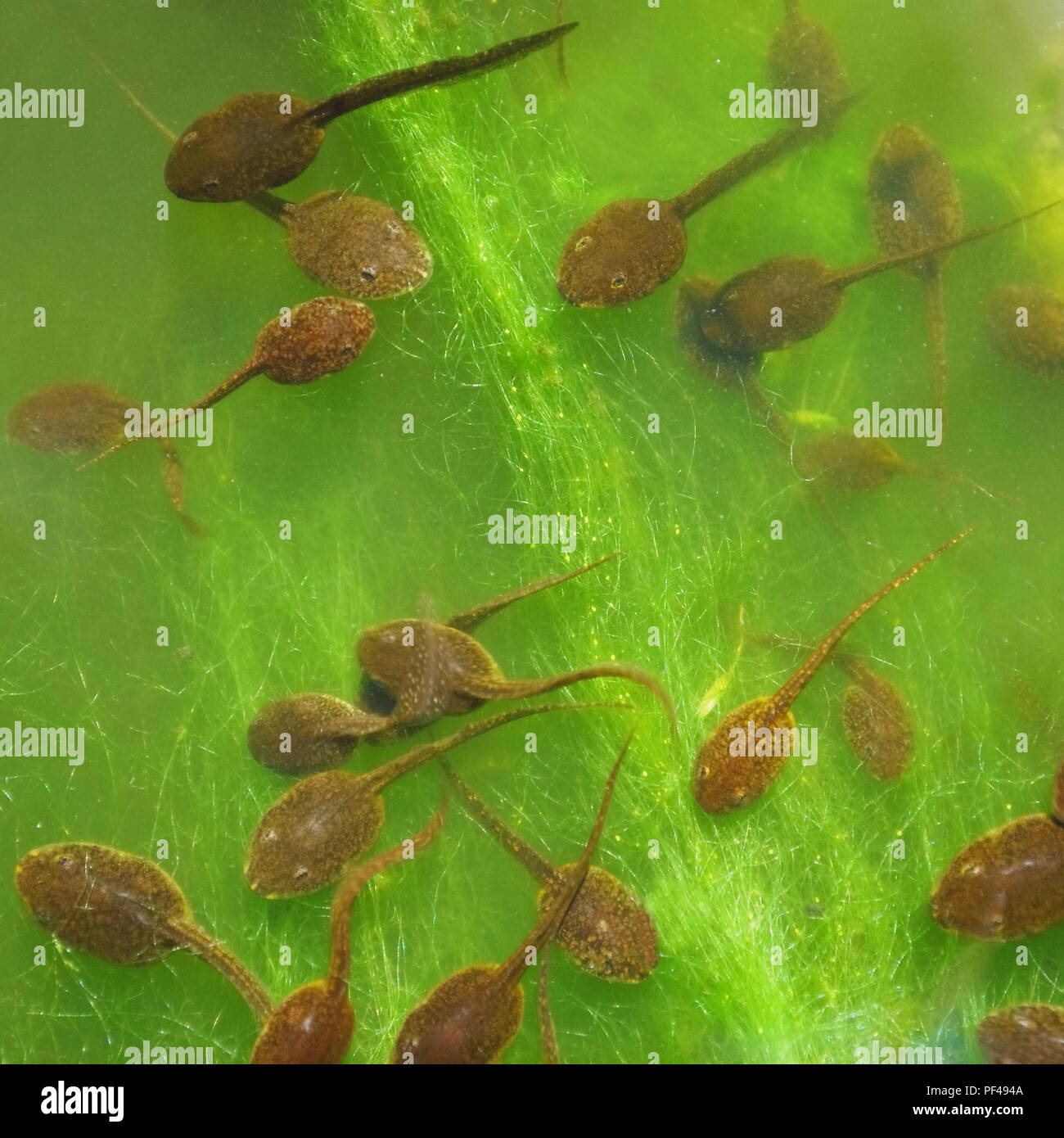 Group of common frog tadpoles (Rana temporaria) feeding on green string algae Stock Photo