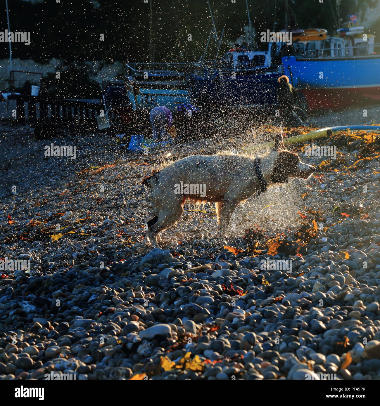 Pet Shaking Off Water High Resolution Stock Photography and Images Alamy