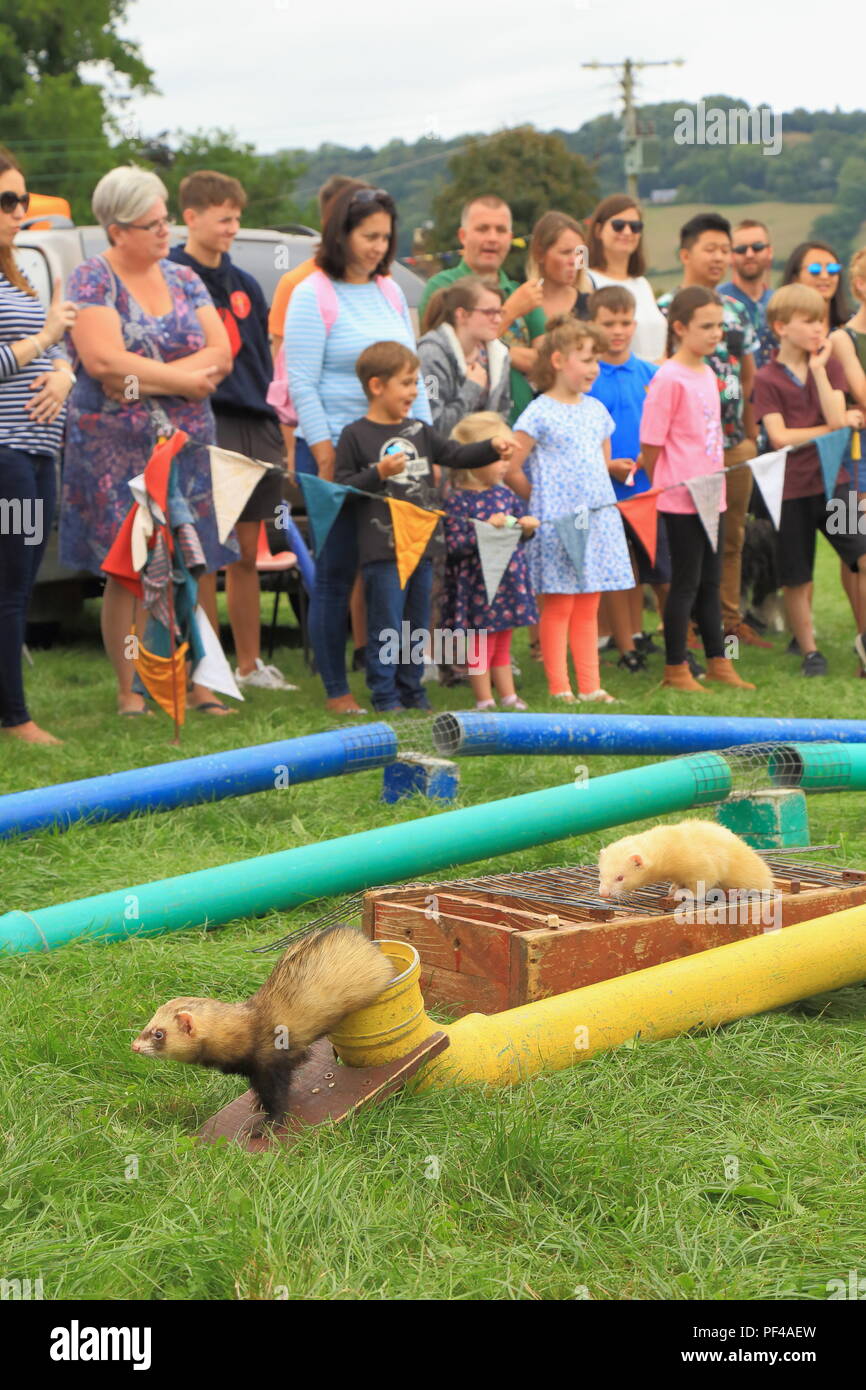 Ferrets racing competition at Dalwood country fair during which the ferrets  run through pipes while people bet on which animal will make it through Stock Photo
