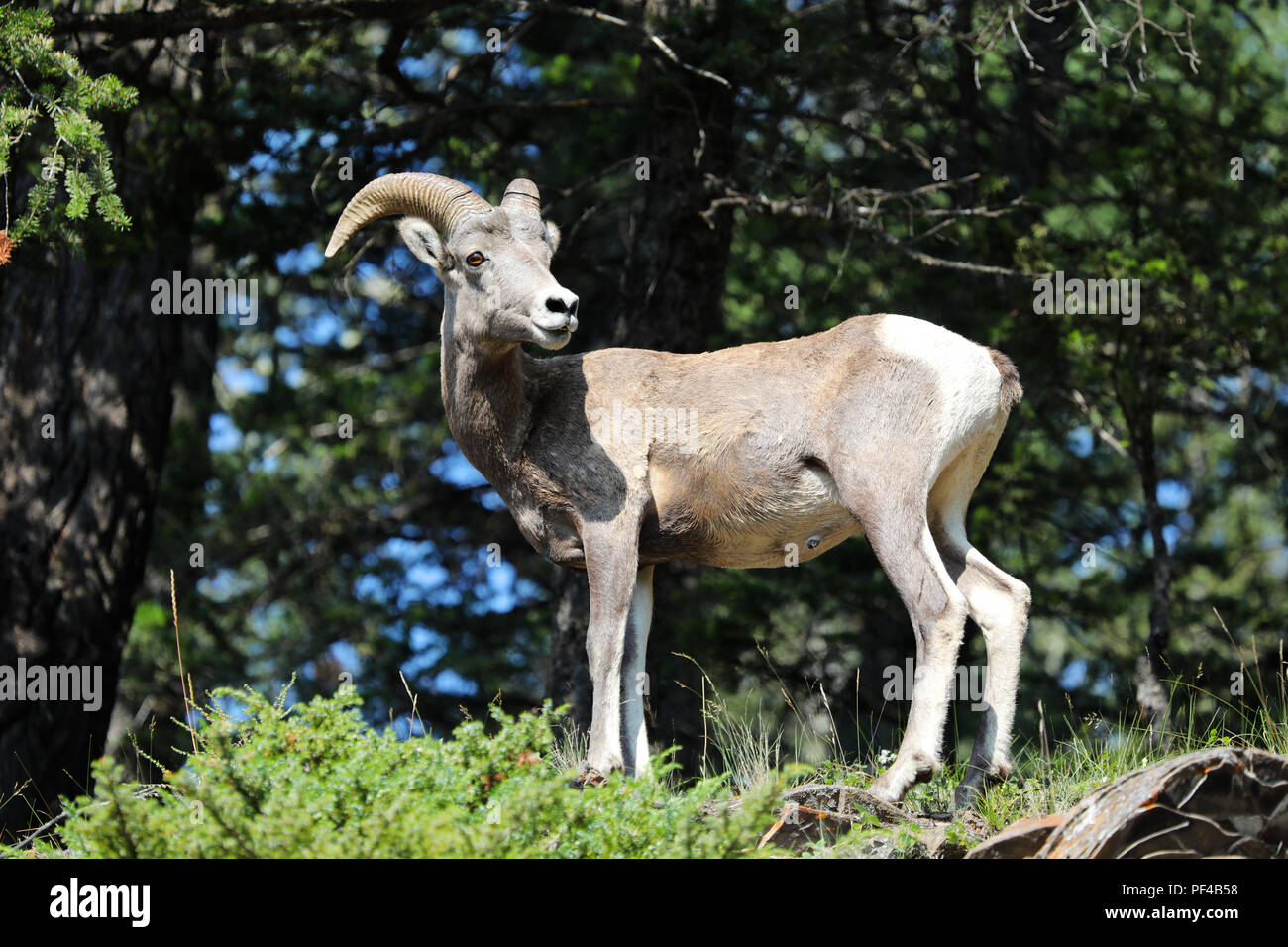 Rocky Mountain Bighorn sheep ewe Stock Photo - Alamy