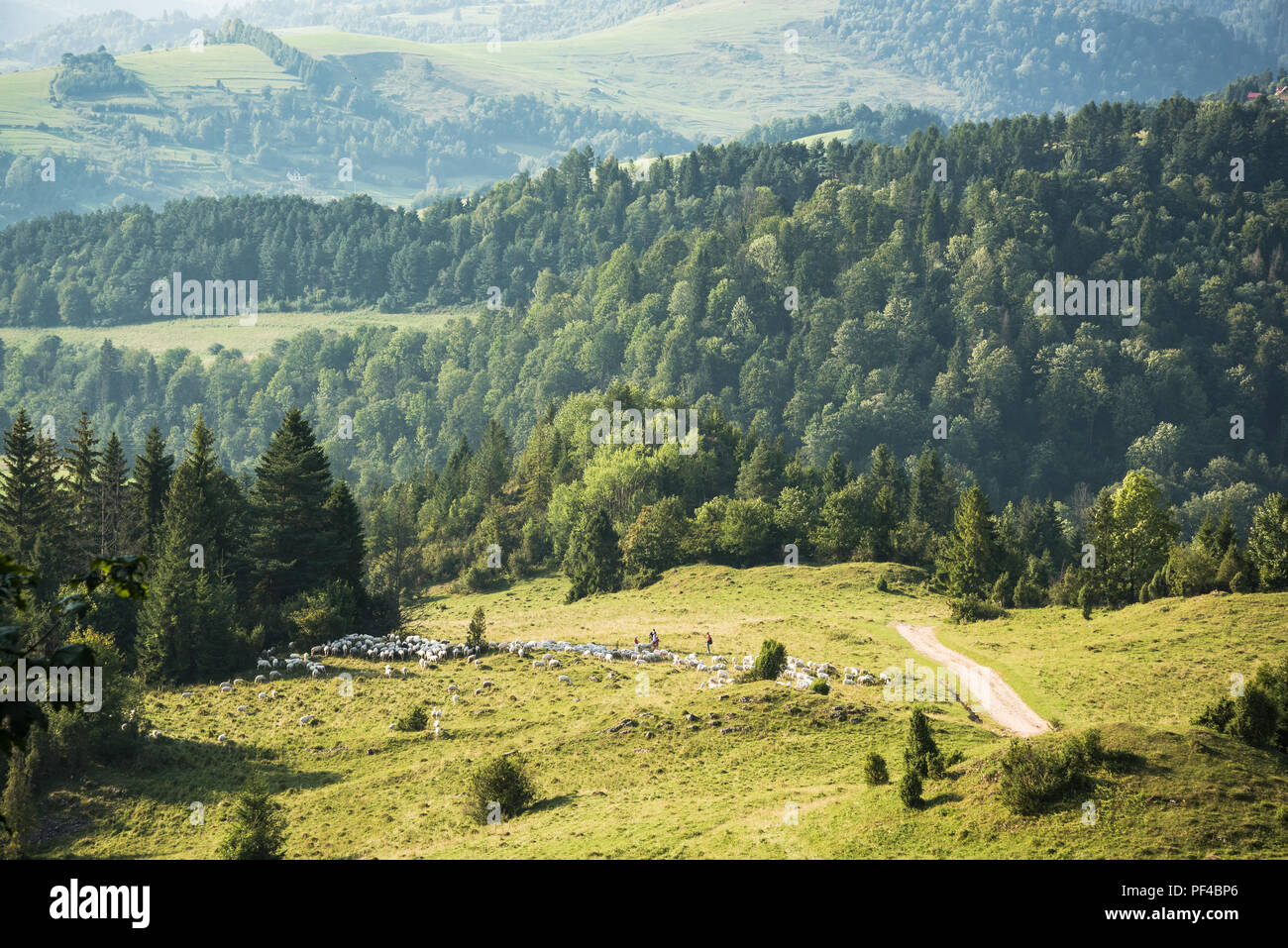 Traditional sheep pasture in Pieniny mountains , Poland Stock Photo - Alamy