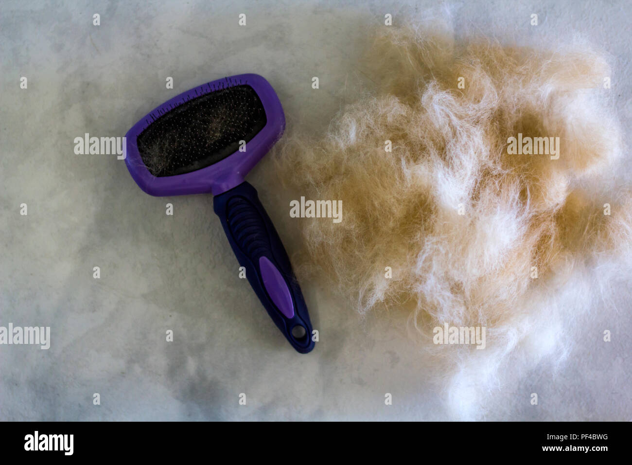Hair loss dog hires stock photography and images Alamy