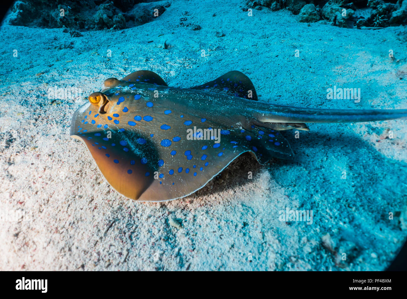Blue spotted stingray in the Red Sea eilat israel - a.e Stock Photo