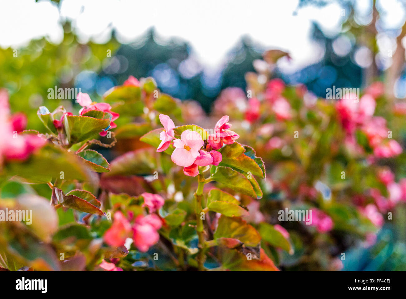 Bush of begonia flowers, succulent plant with green and brown tender leaves, branches and trunk Stock Photo