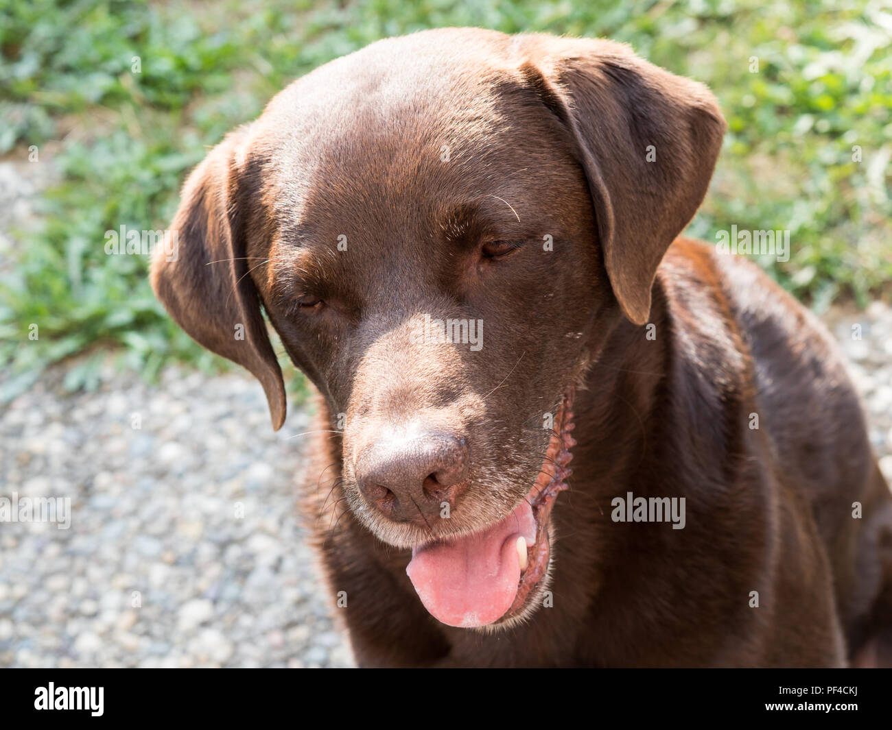 Chocolate Brown Labrador Retriever Dog Stock Photo Alamy