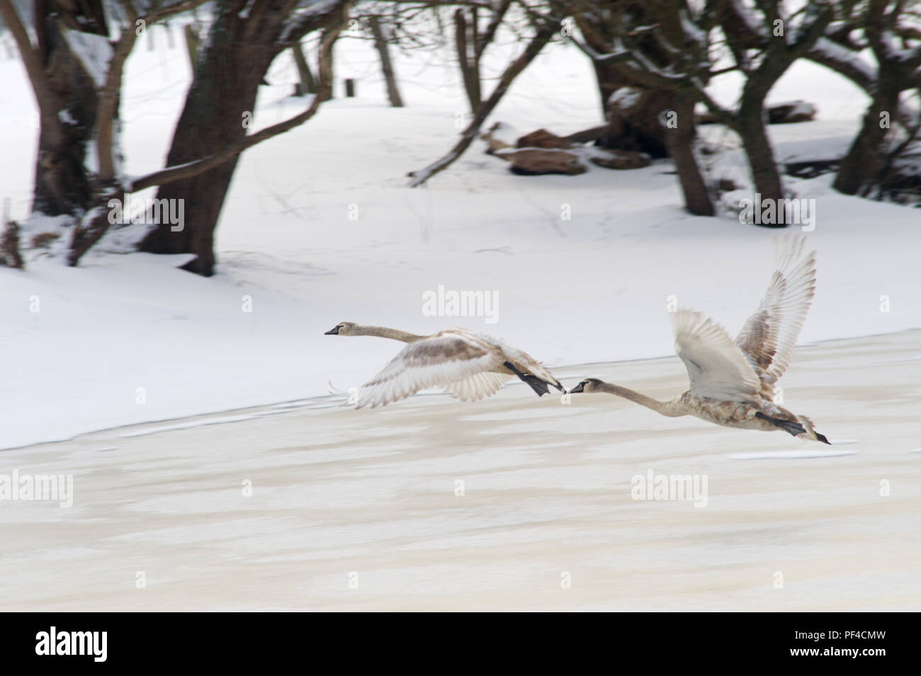 zwei Schwäne, Cygnus olor, beim Abflug vom zugefrorenen Teich, Winter | Cygnus olor, two swans taking off, winter time Stock Photo
