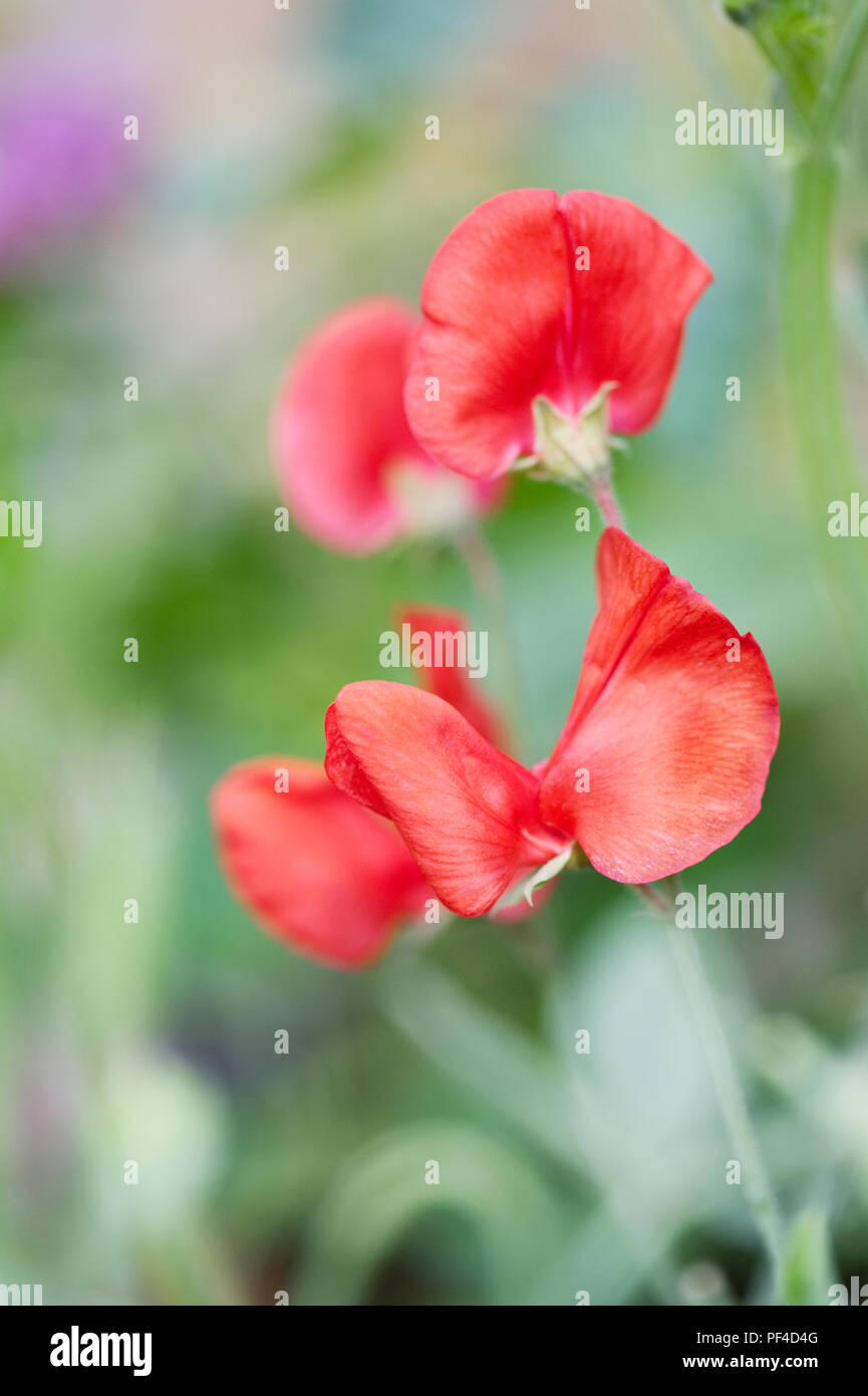 Close up sweet pea leaves hires stock photography and images Alamy