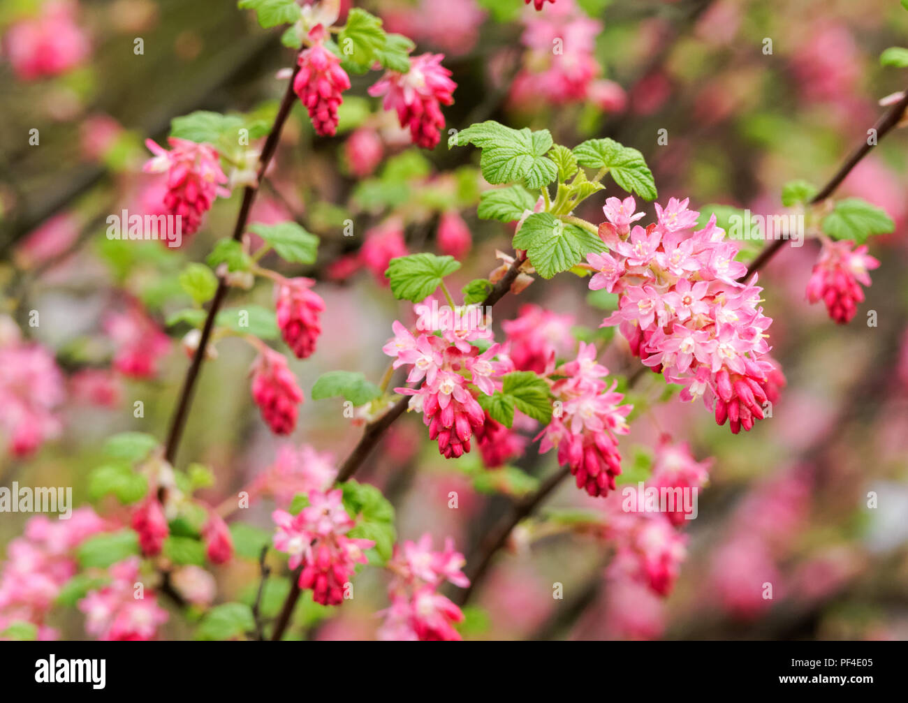 Red Flowering Currant (Ribes sanguineum) Stock Photo