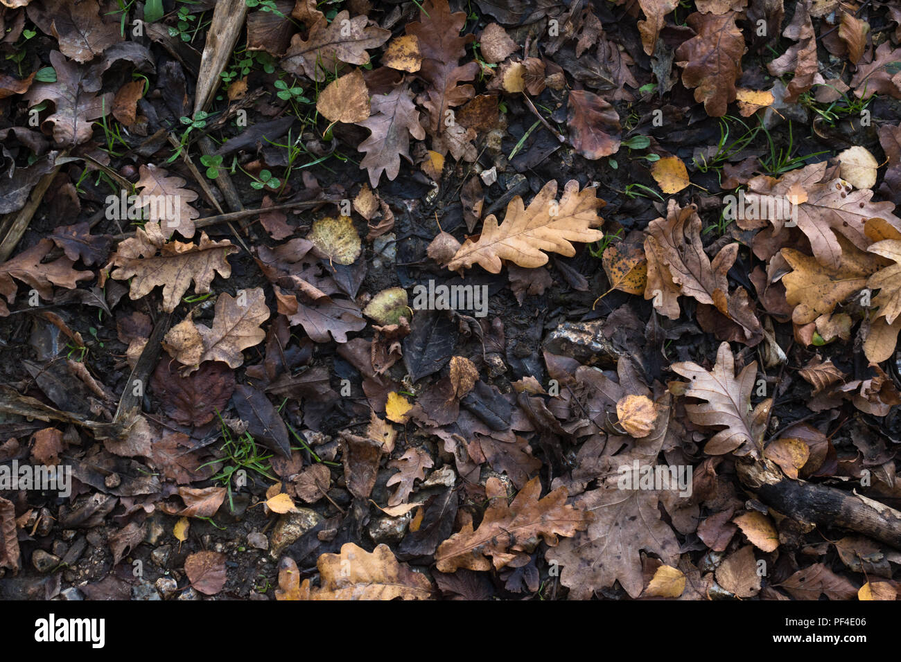 A variety of Autumn (Fall) leaves in brown and golden hues on wet soil of woodland floor. Photographed from above. Stock Photo