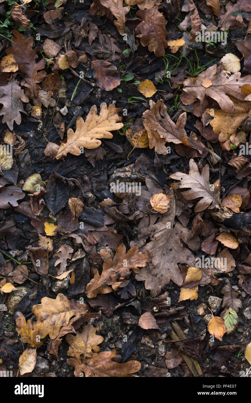 A variety of Autumn (Fall) leaves in brown and golden hues on wet soil of woodland floor. Overhead shot. Stock Photo