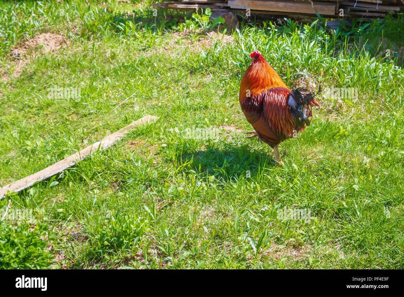 Chicken walk around the yard in the village in the spring Stock Photo