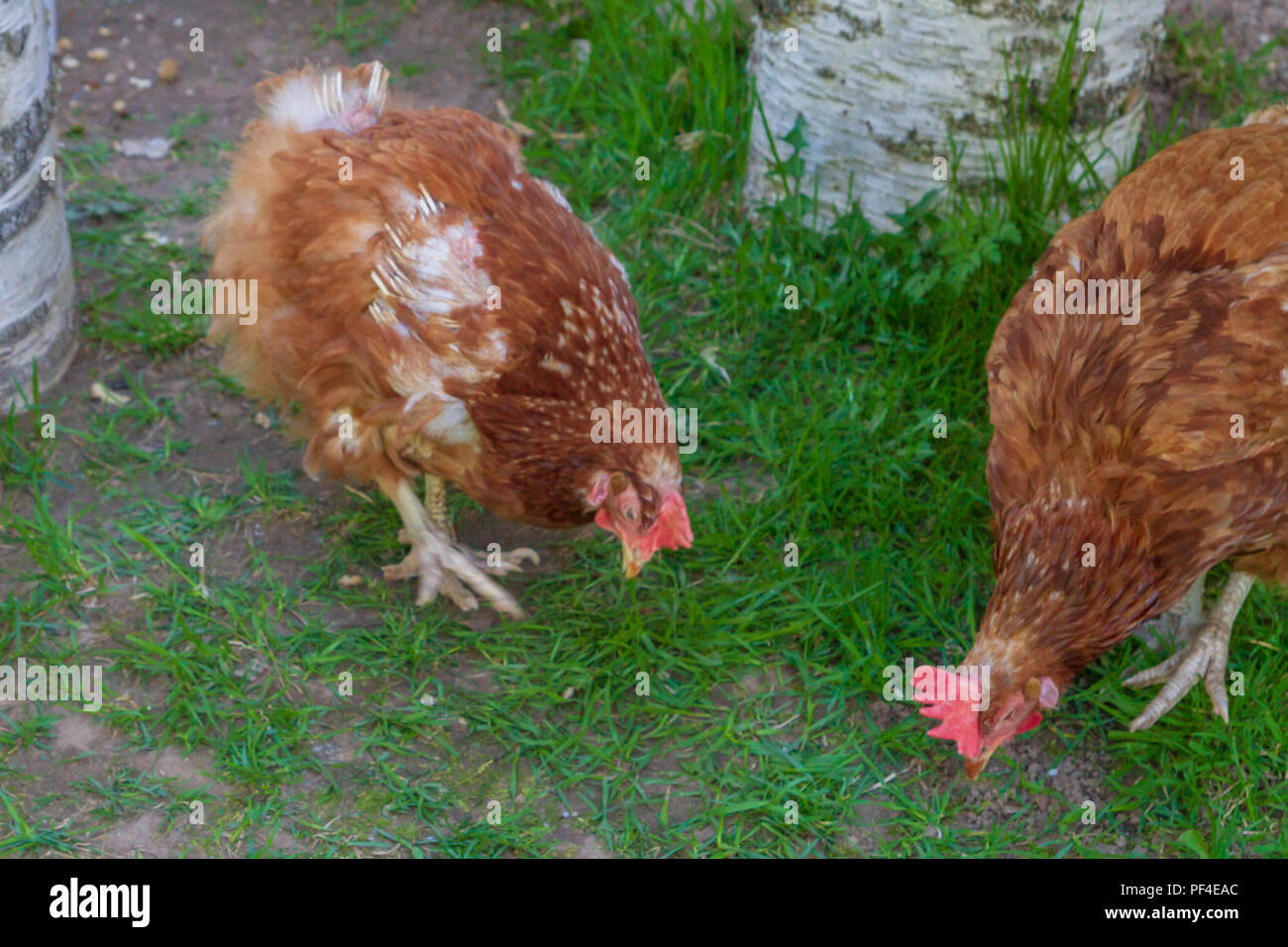 Chicken walk around the yard in the village in the spring Stock Photo