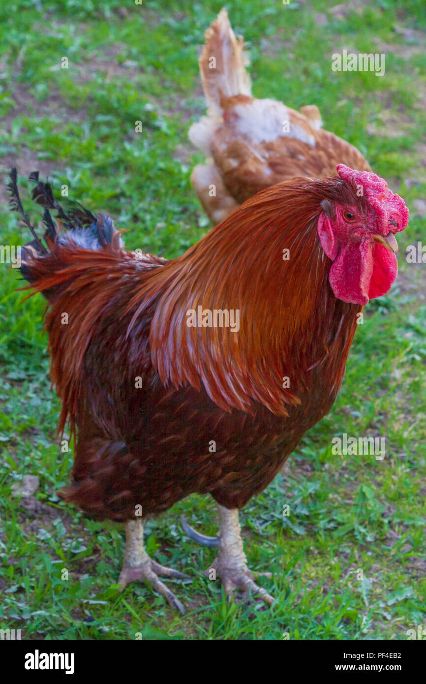 Chicken walk around the yard in the village in the spring Stock Photo