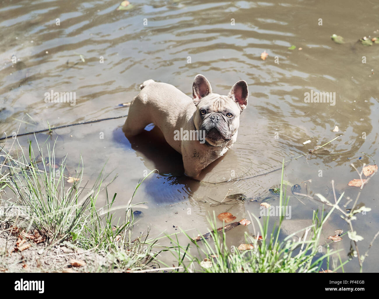 Adorable French Bulldog in the river Stock Photo - Alamy