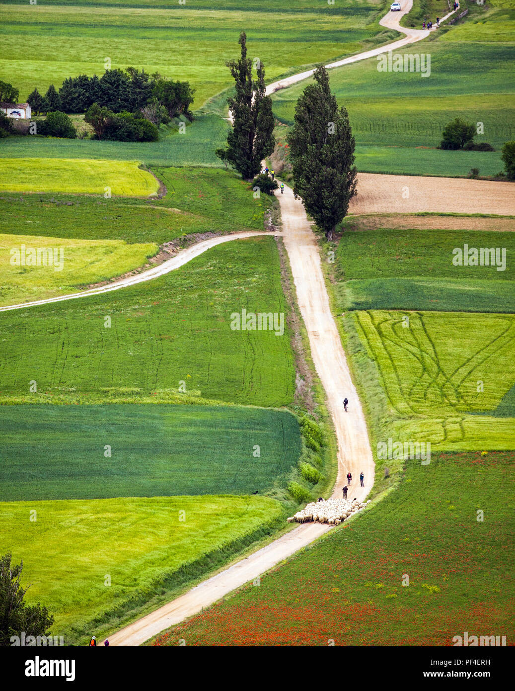 Sheep being herded along the Camino de Santiago the way of saint James pilgrimage route just out of Castrojeriz Spain Stock Photo