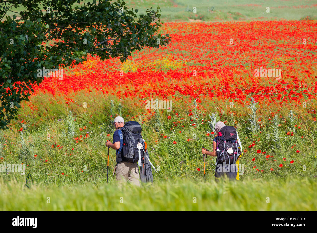 Pilgrims walking through poppy fields while walking the Spanish pilgrimage route the Camino de Santiago the way of St James at Castrojeriz Spain Stock Photo