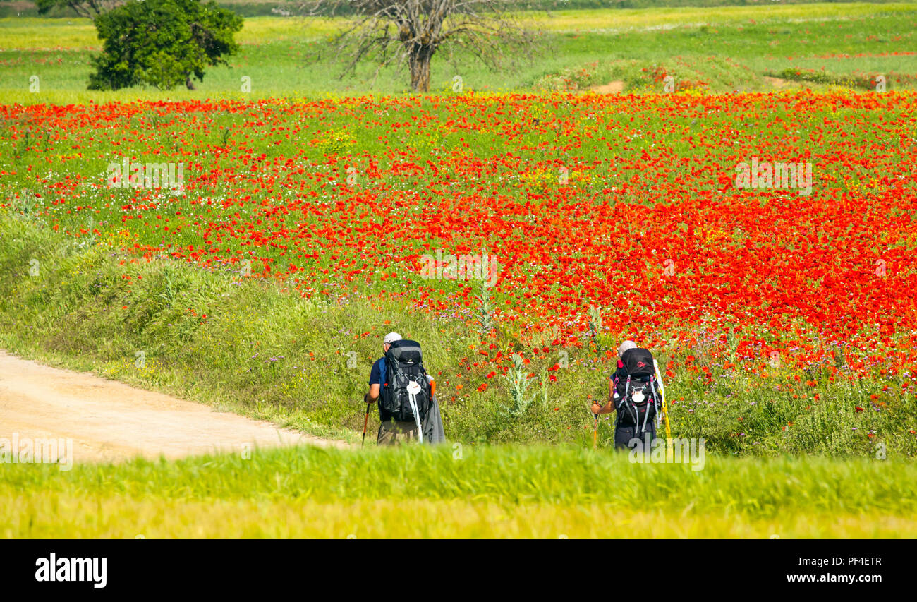 Pilgrims walking through poppy fields while walking the Spanish pilgrimage route the Camino de Santiago the way of St James at Castrojeriz Spain Stock Photo