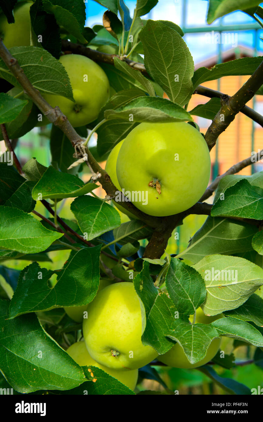 https://c8.alamy.com/comp/PF4F3N/organic-ripe-apples-hanging-on-a-tree-branch-in-an-apple-orchard-fruit-garden-with-lots-of-large-juicy-apple-in-sunlight-ready-for-harvesting-PF4F3N.jpg