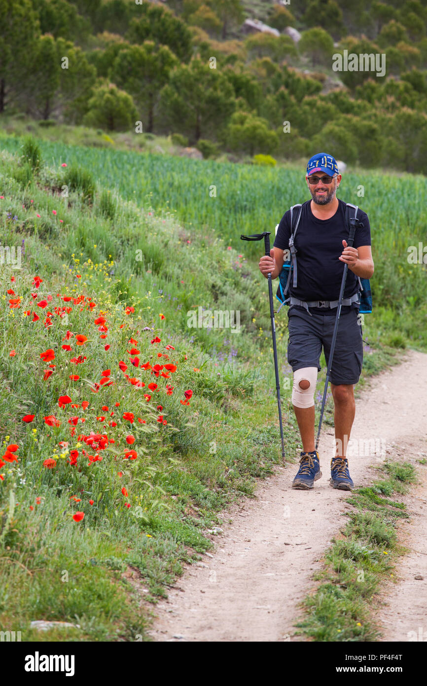Pilgrim with bloody bandaged knee walking the  Spanish pilgrim route the Camino de Santiago the way of St James between Castrojeriz and Hontanas Spain Stock Photo