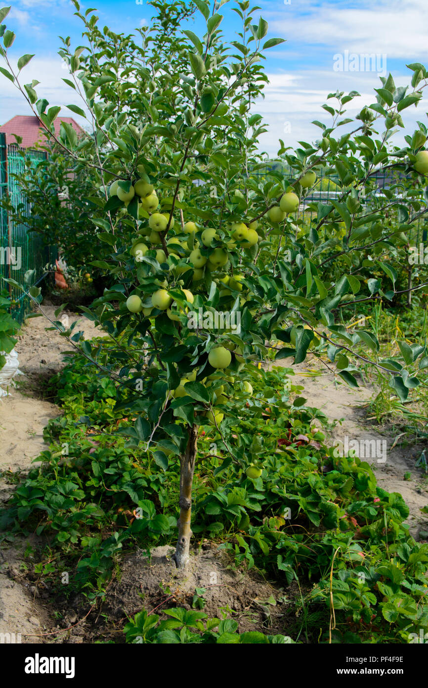 https://c8.alamy.com/comp/PF4F9E/organic-ripe-apples-hanging-on-a-tree-branch-in-an-apple-orchard-fruit-garden-with-lots-of-large-juicy-apple-in-sunlight-ready-for-harvesting-PF4F9E.jpg