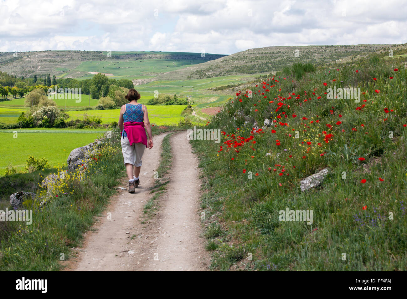 Woman walking the Camino de Santiago the way of St James pilgrimage route though the Spanish countryside near Hontanas Burgos Spain Stock Photo
