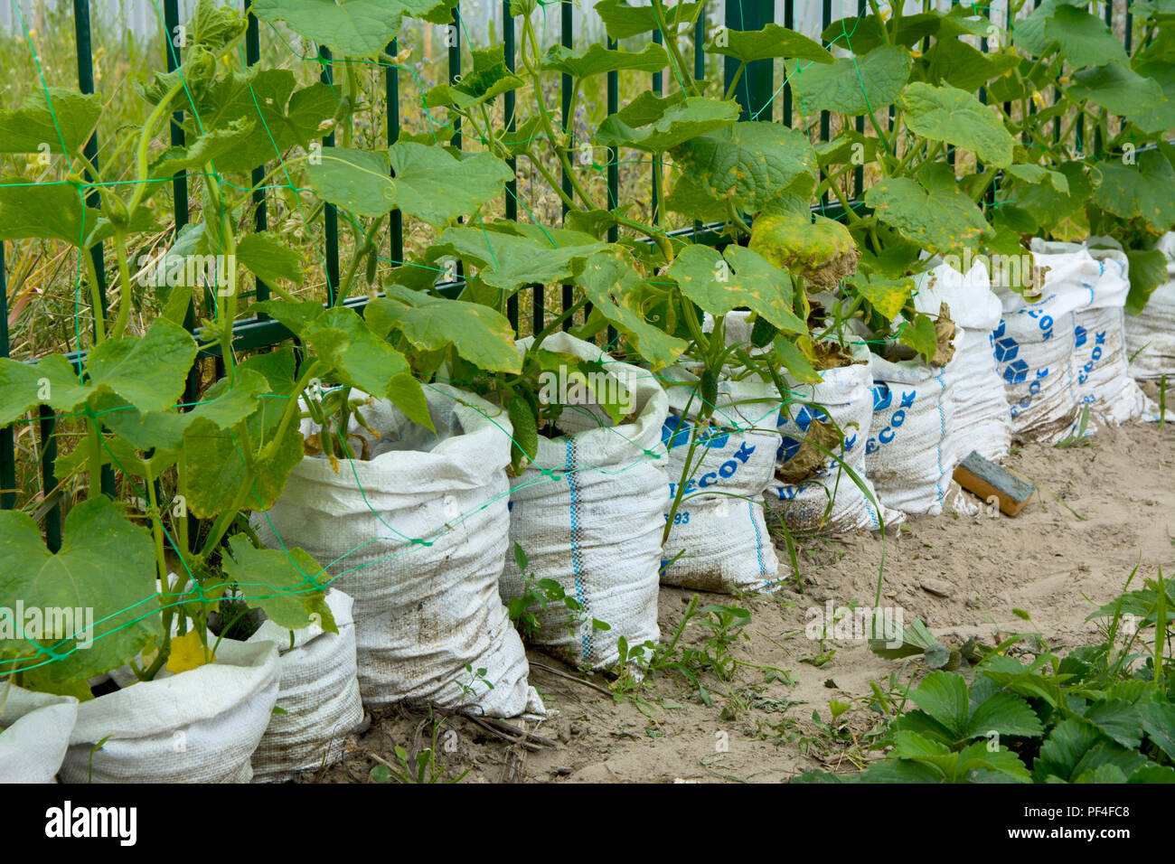 The original way of rapid growth of cucumbers in bags. Saving space for