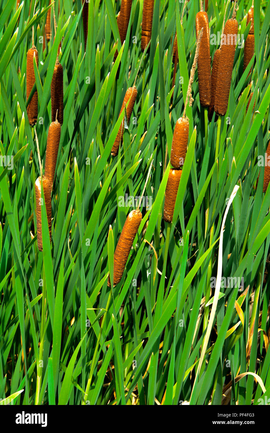 Green details of colored plants Typha, also called reed on the lake